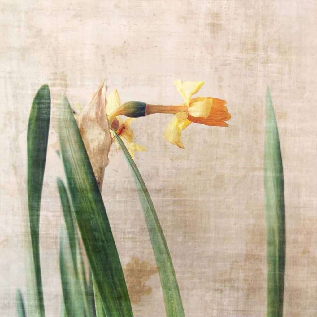 dafodile-e1502475439237